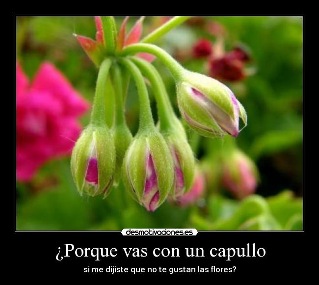 ¿Porque vas con un capullo - si me dijiste que no te gustan las flores?