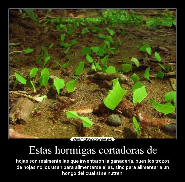 Estas hormigas cortadoras de - hojas son realmente las que inventaron la ganadería, pues los trozos
de hojas no los usan para alimentarse ellas, sino para alimentar a un
hongo del cual sí se nutren.