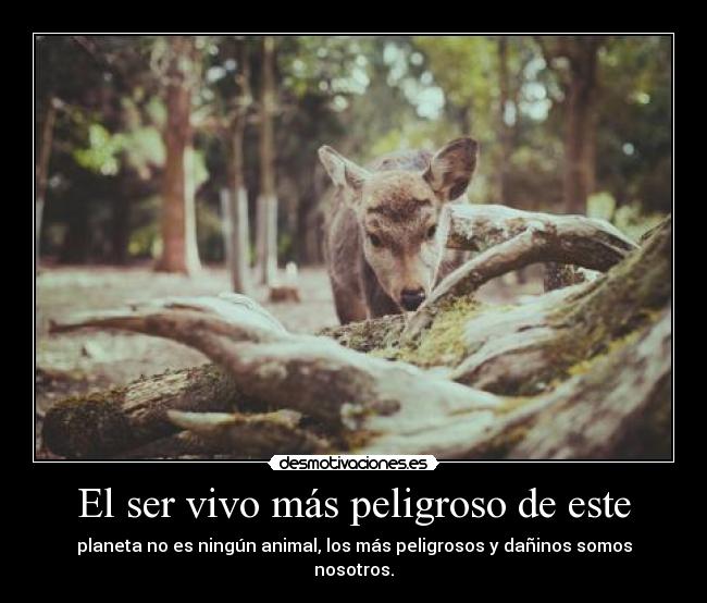 El ser vivo más peligroso de este - planeta no es ningún animal, los más peligrosos y dañinos somos nosotros.