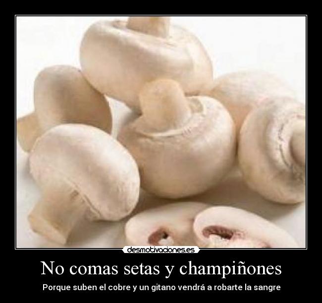 carteles setas champinones cobre gitano sangre desmotivaciones