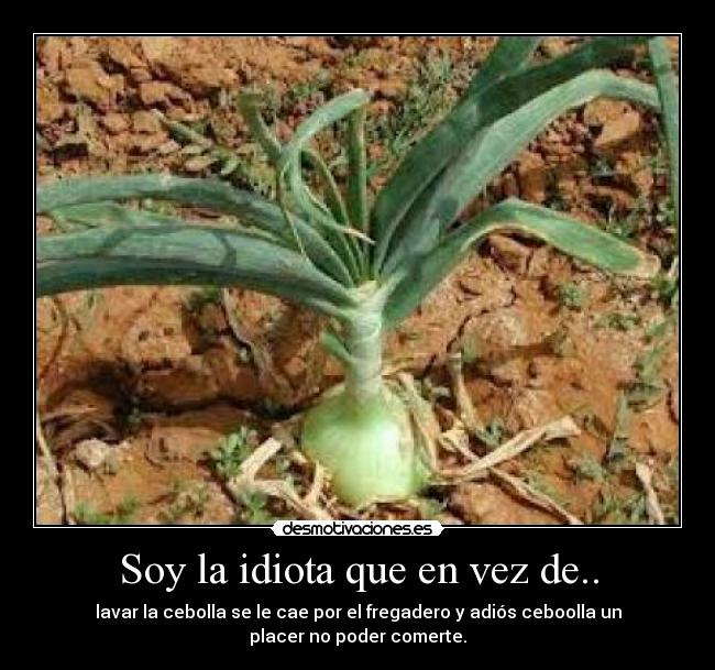 Soy la idiota que en vez de.. - lavar la cebolla se le cae por el fregadero y adiós ceboolla un placer no poder comerte.