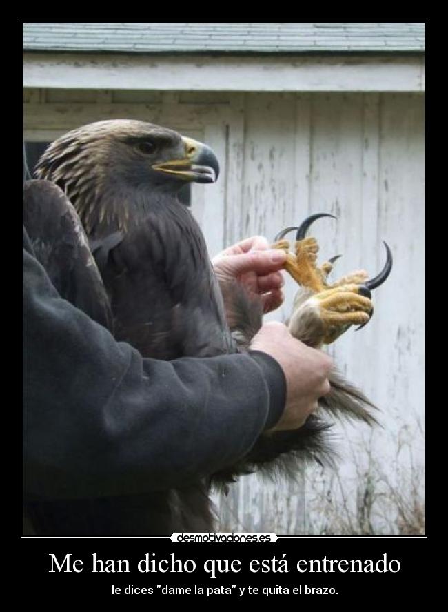 Me han dicho que está entrenado - 