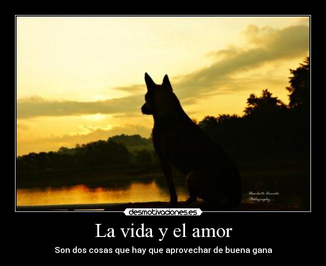 La vida y el amor -