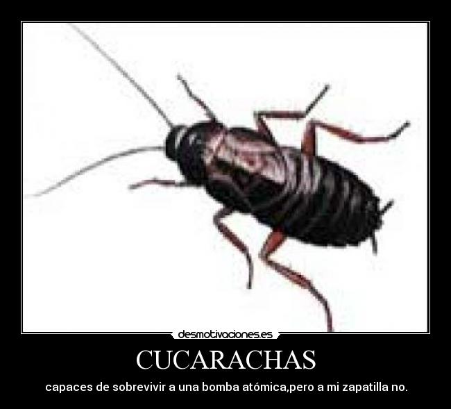 carteles cucarachas desmotivaciones