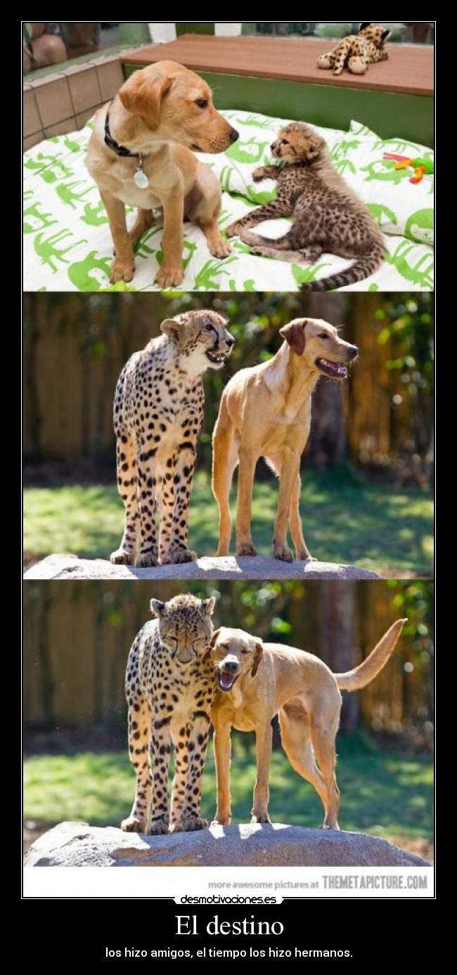 El destino - los hizo amigos, el tiempo los hizo hermanos.