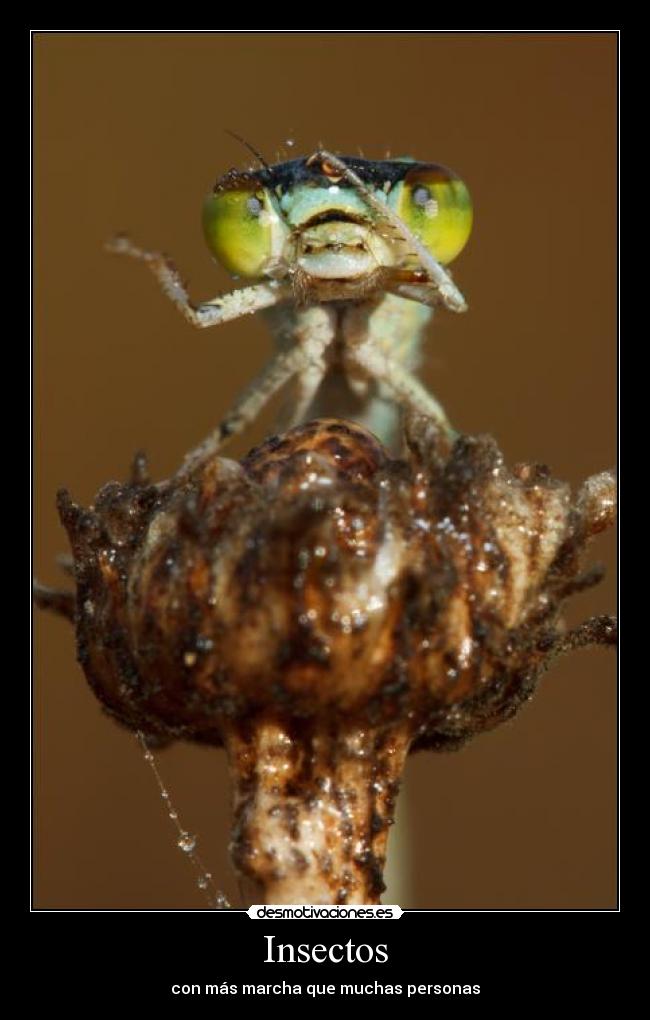 Insectos - con más marcha que muchas personas