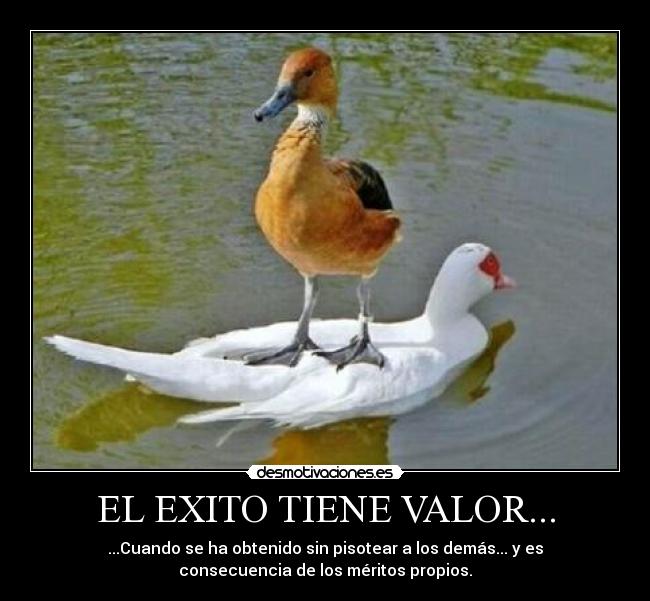 carteles exito valor pato pisar meritos desmotivaciones