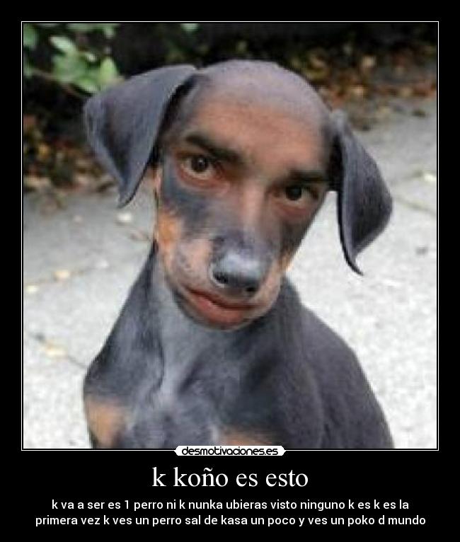 k koño es esto - k va a ser es 1 perro ni k nunka ubieras visto ninguno k es k es la
primera vez k ves un perro sal de kasa un poco y ves un poko d mundo
