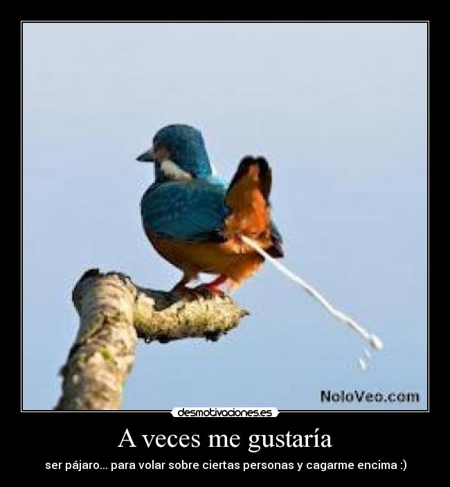 A veces me gustaría - ser pájaro... para volar sobre ciertas personas y cagarme encima :)