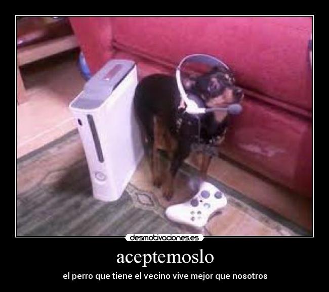 aceptemoslo - el perro que tiene el vecino vive mejor que nosotros