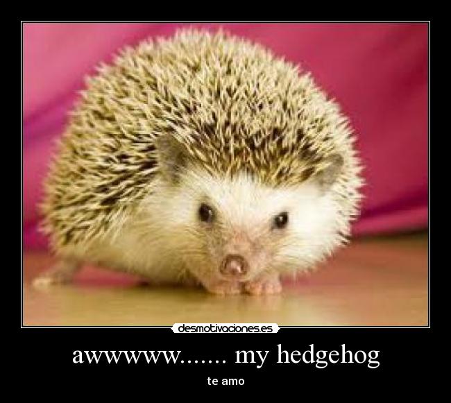 awwwww....... my hedgehog - 