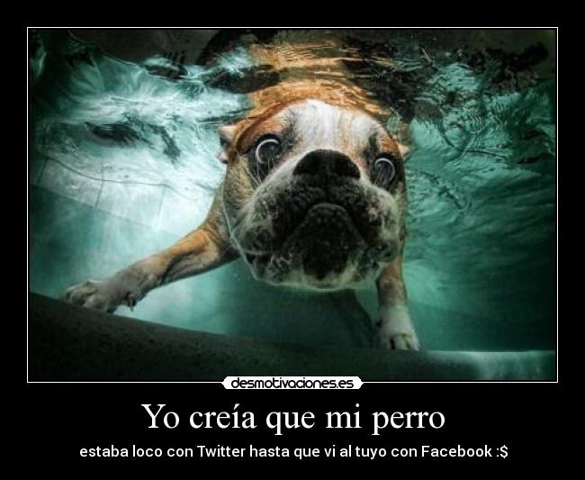 carteles gatiitahcrazy7 desmotivaciones