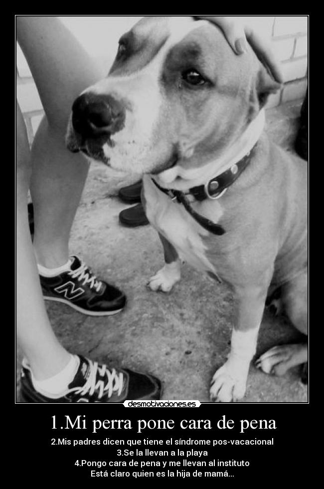 1.Mi perra pone cara de pena - 2.Mis padres dicen que tiene el síndrome pos-vacacional
3.Se la llevan a la playa
4.Pongo cara de pena y me llevan al instituto
Está claro quien es la hija de mamá...