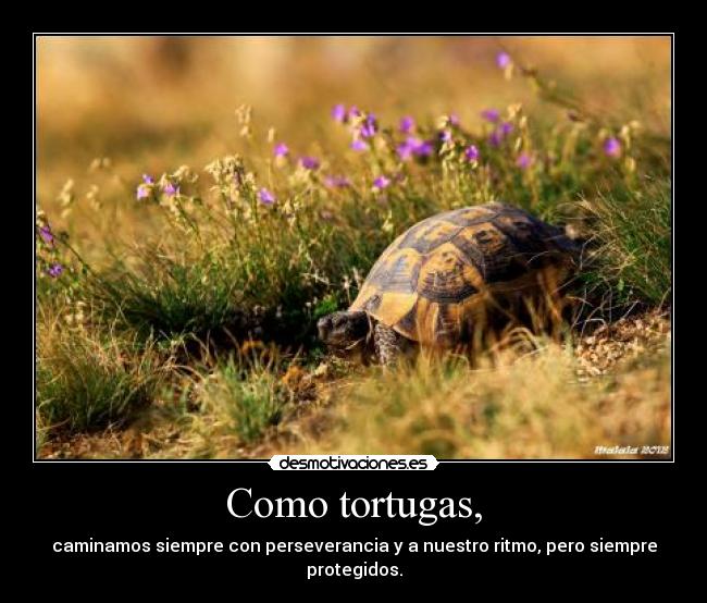 Como tortugas, - 