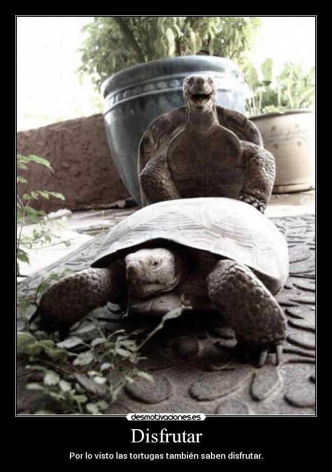 Disfrutar - Por lo visto las tortugas también saben disfrutar.