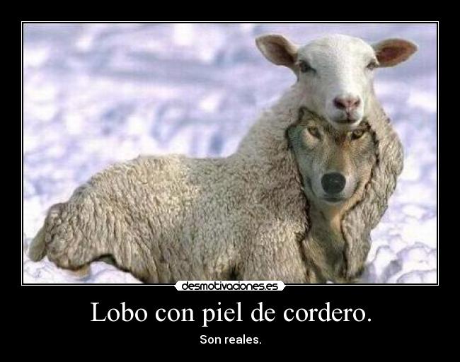 Lobo con piel de cordero. - Son reales.