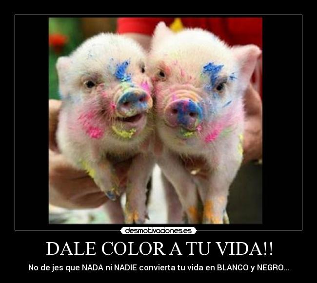 carteles vida vida color nada nadie blanci negro desmotivaciones