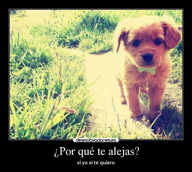 ¿Por qué te alejas? - si yo si te quiero.