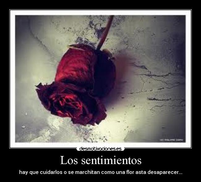 Los sentimientos - hay que cuidarlos o se marchitan como una flor asta desaparecer...