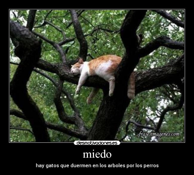 miedo - hay gatos que duermen en los arboles por los perros