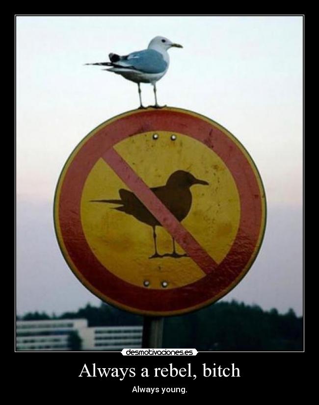 Always a rebel, bitch - Always young.