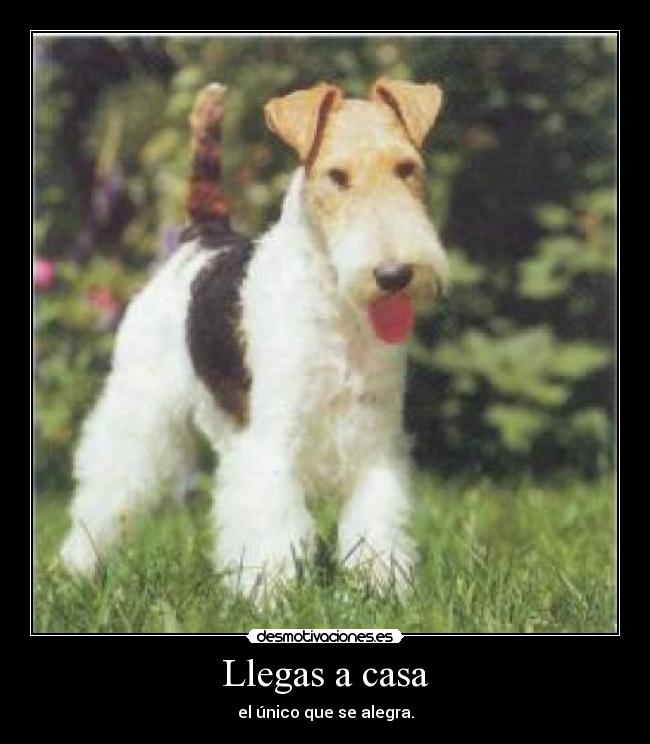 Llegas a casa - el único que se alegra.