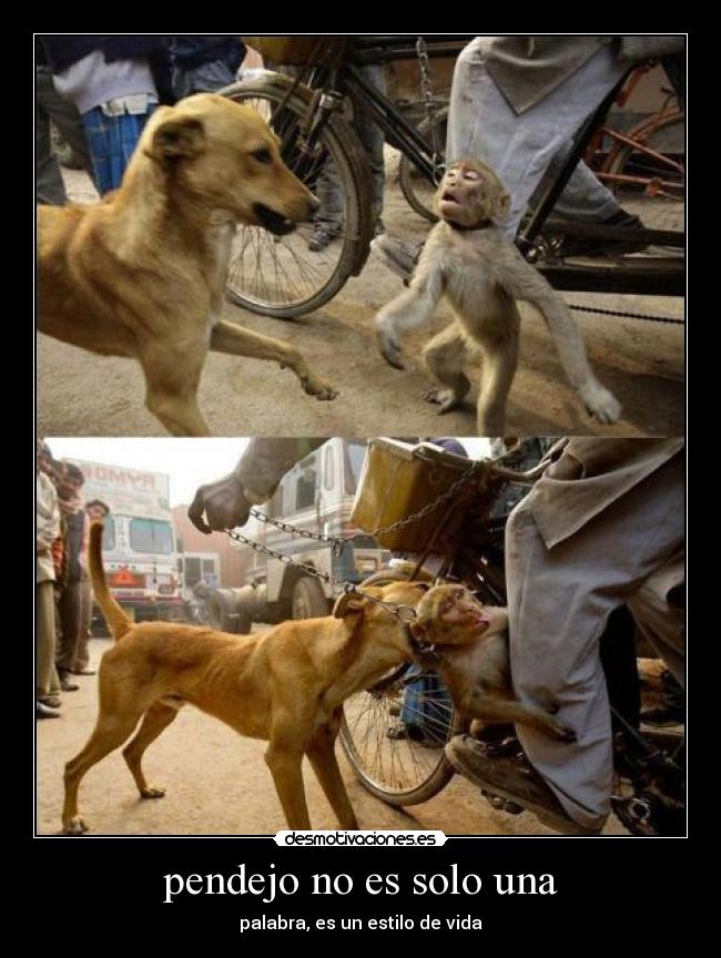 pendejo no es solo una - 