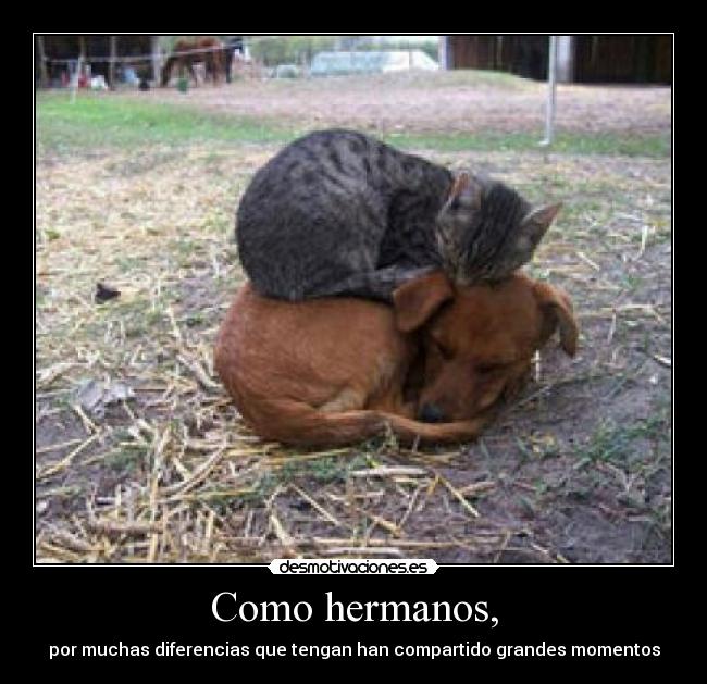 Como hermanos, - por muchas diferencias que tengan han compartido grandes momentos