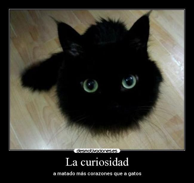 La curiosidad - a matado más corazones que a gatos