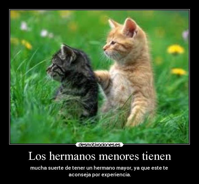 carteles gatitos lindos hermanos que mas poner jaja desmotivaciones