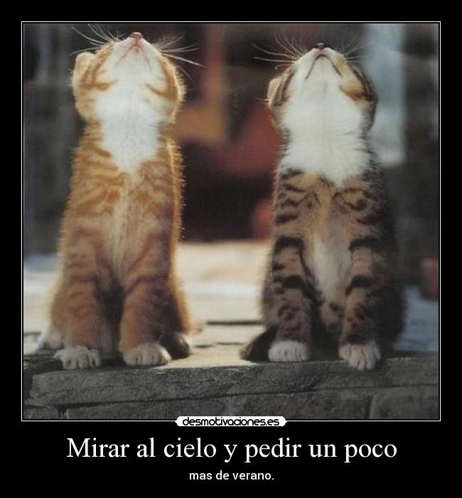 carteles gatitos lindos que mas poner jaja desmotivaciones