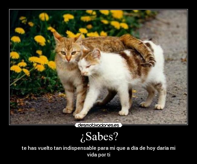 ¿Sabes? - te has vuelto tan indispensable para mi que a día de hoy daría mi vida por ti
