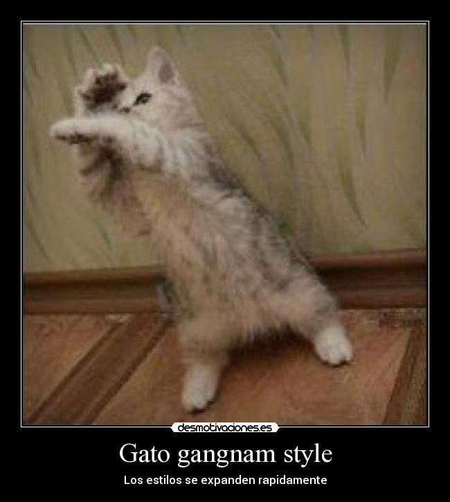 Gato gangnam style -
