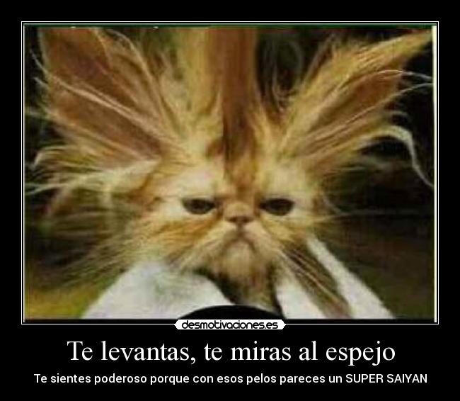 Te levantas, te miras al espejo - Te sientes poderoso porque con esos pelos pareces un SUPER SAIYAN