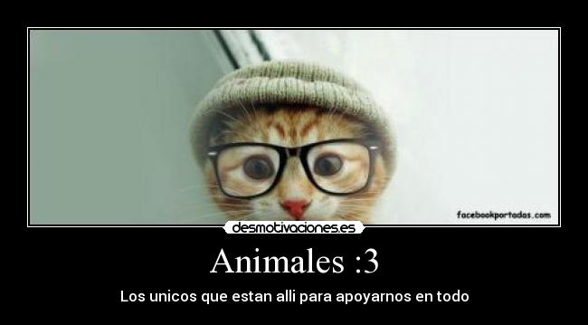 Animales :3 - 