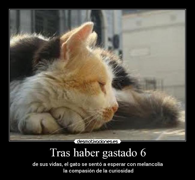 Tras haber gastado 6 - de sus vidas, el gato se sentó a esperar con melancolía
 la compasión de la curiosidad