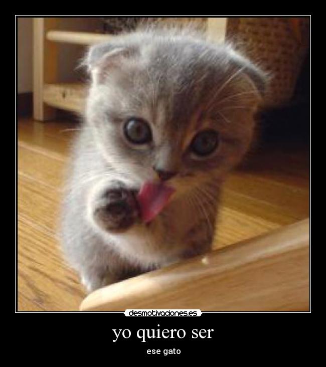 yo quiero ser - ese gato