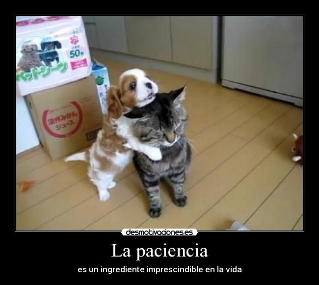 La paciencia - es un ingrediente imprescindible en la vida