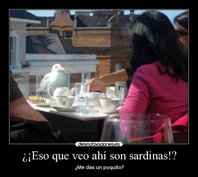 ¿¡Eso que veo ahí son sardinas!? - 