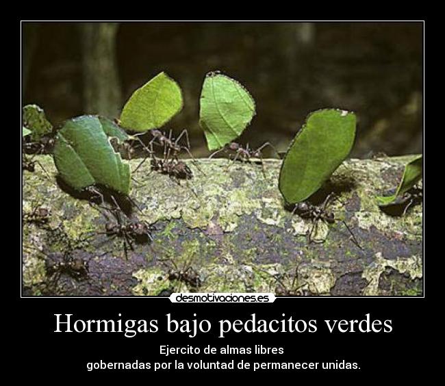 Hormigas bajo pedacitos verdes -