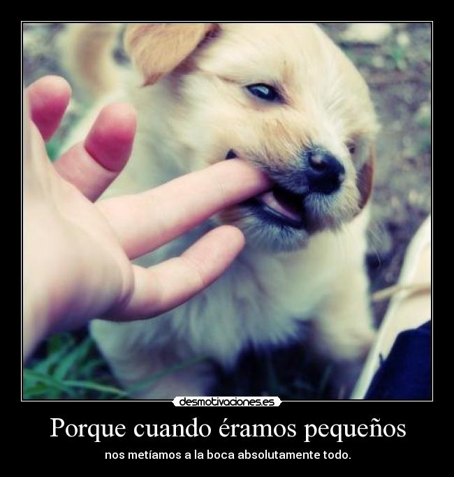 carteles perrito desmotivaciones