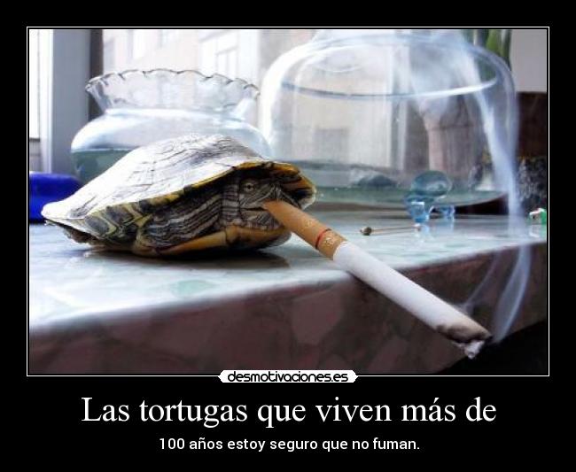 Las tortugas que viven más de - 100 años estoy seguro que no fuman.