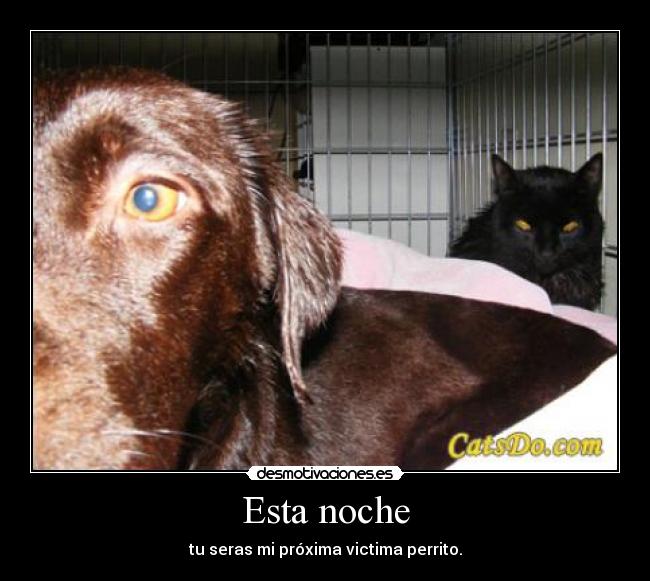 Esta noche - tu seras mi próxima victima perrito.