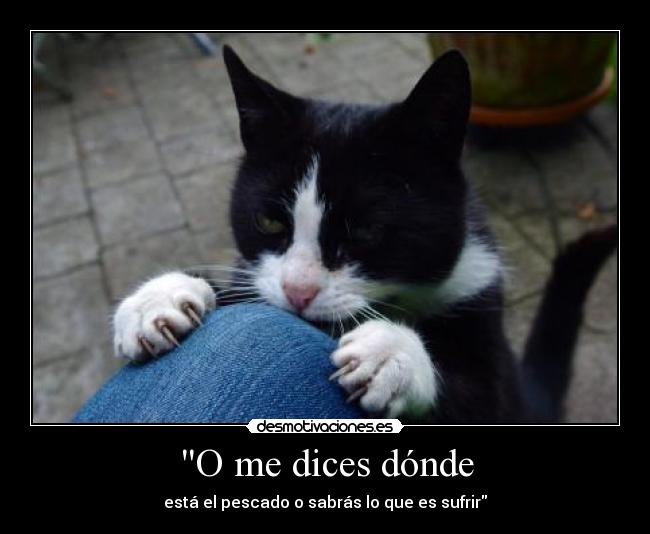 O me dices dónde - está el pescado o sabrás lo que es sufrir
