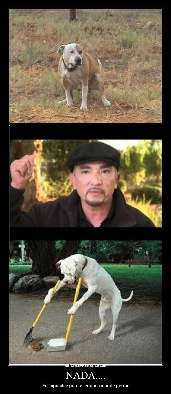 NADA.... - Es imposible para el encantador de perros