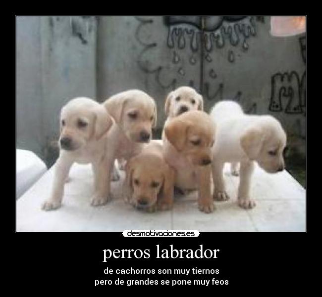 carteles mmmxhhhhhshhhsyyyyyyyt desmotivaciones