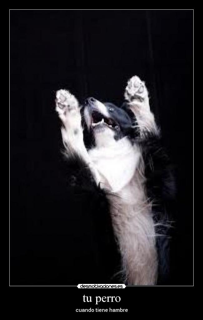 tu perro - cuando tiene hambre