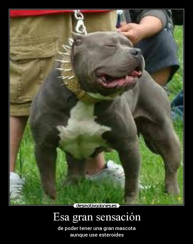 Esa gran sensación - 