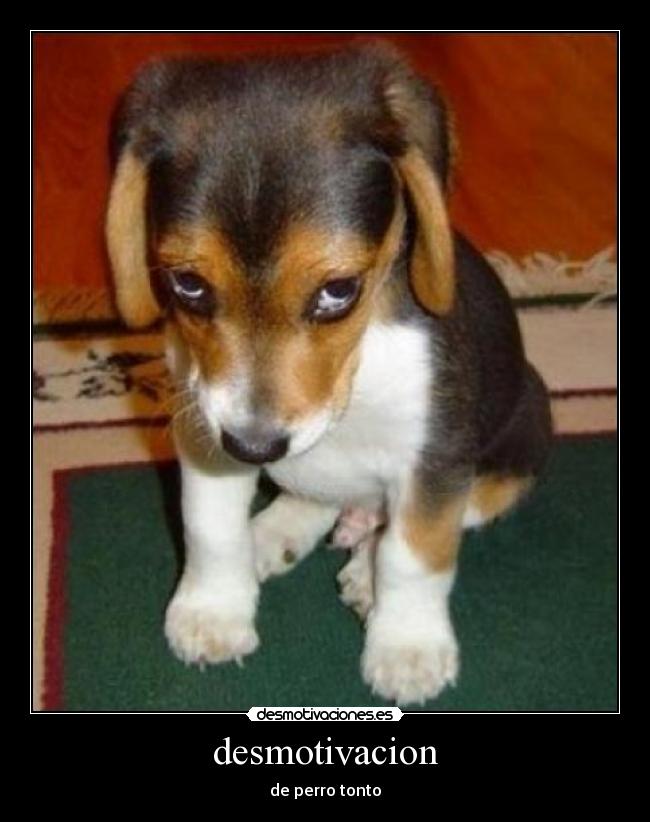 desmotivacion - de perro tonto