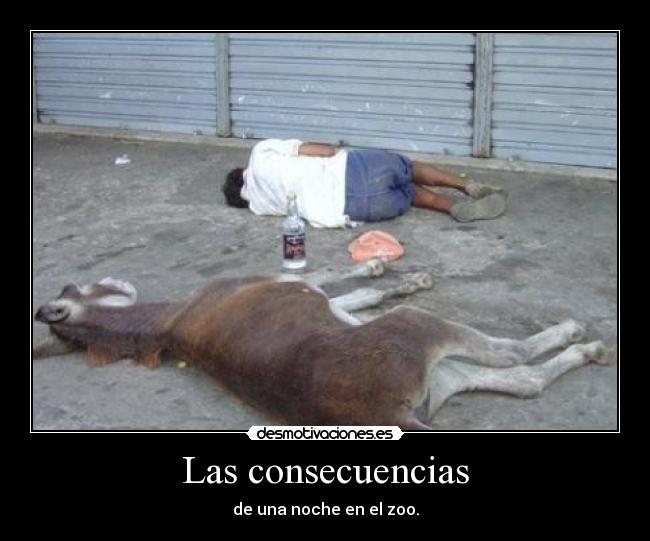 Las consecuencias - de una noche en el zoo.